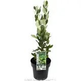 Pineapple Guava - Plant photo