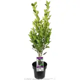 Hills Fig - Plant photo