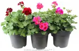 Geranium Zonal Assorted - Primary