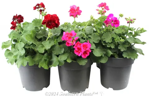 Geranium Zonal Assorted