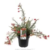 Baby Spider Net Grevillea - Plant photo