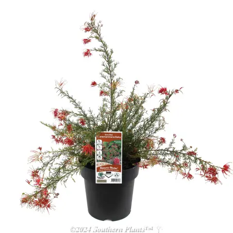 Baby Spider Net Grevillea