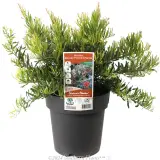 Grevillea Bonnie Prince Charlie - Plant photo