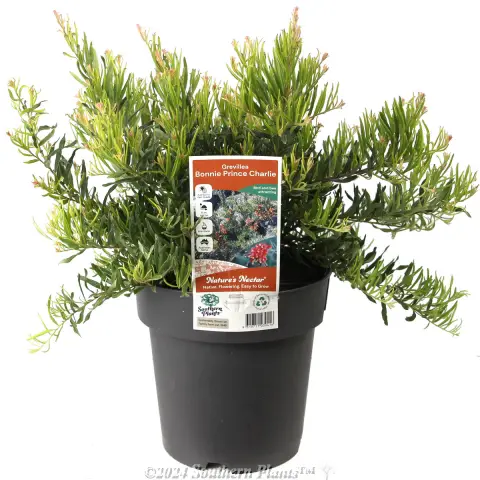 Grevillea Bonnie Prince Charlie
