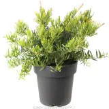 Grevillea Bonnie Prince Charlie - Alternate photo