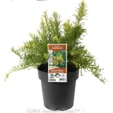 Grevillea Gold Rush - Plant photo