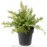Grevillea Gold Rush - Alternate photo