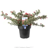 Grevillea Jelly Baby - Plant photo