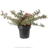 Grevillea Jelly Baby - Alternate photo