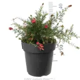 Grevillea Scarlet Sprite - Alternate photo