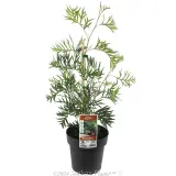 Grevillea Superb - Plant photo