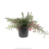 Grevillea Winter Delight - Alternate photo