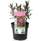 Hebe Annie's Winter Wonder - Plant photo