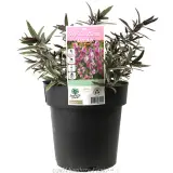 Hebe Annie's Winter Wonder - Plant photo
