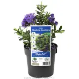 Hebe Heebie Jeebies - Plant photo