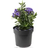 Hebe Heebie Jeebies - Alternate photo