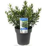 Hebe Heebie Jeebies - Plant photo