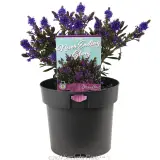 Hebe Never Ending Glory - Plant photo