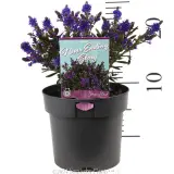 Hebe Never Ending Glory - Product photo