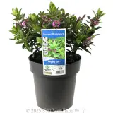 Hebe Sunset Boulevard - Plant photo
