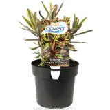 Hebe Surf™ Coast - Plant photo