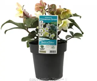Helleborus 'Cinnamon Snow' — Potted plant