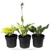 Plantain Lily - Alternate photo