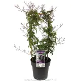 Flowering Pink Jasmine - Plant photo