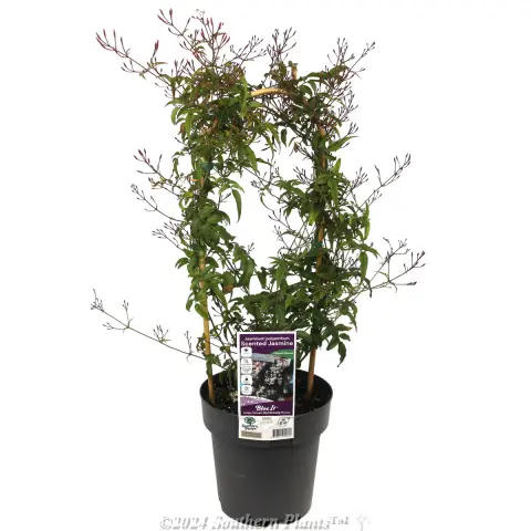 Flowering Pink Jasmine