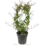 Flowering Pink Jasmine - Alternate photo