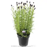 Lavender Big Bird - Plant photo