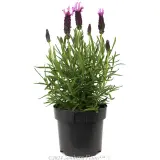 Lavender Sensation™ Rose - Alternate photo