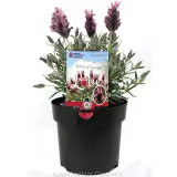Lavandula Silver Lining Love - Plant photo