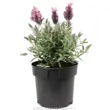 Lavandula Silver Lining Love - Alternate photo