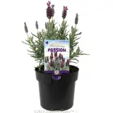 Lavandula Silver Lining Passion - Plant photo