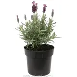 Lavandula Silver Lining Passion - Alternate photo