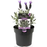 Lavandula Silver Posie Purple - Plant photo