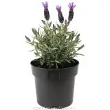 Lavandula Silver Posie Purple - Alternate photo