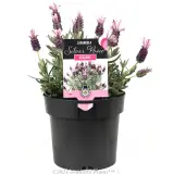 Lavandula Silver Posie Rose - Plant photo