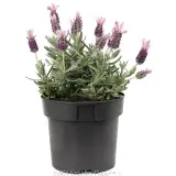 Lavandula Silver Posie Rose - Alternate photo