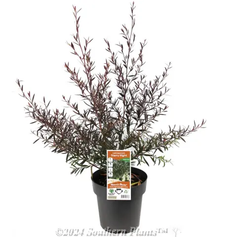 Leptospermum Starry Night