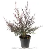 Leptospermum Starry Night - Alternate photo