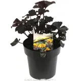 Leopard Plant - Plant photo