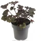 Leopard Plant - Alternate photo