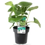 Tractor Seat Plant - Plant photo