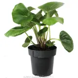Tractor Seat Plant - Alternate photo