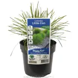 Lomandra 'Little Con' - Plant photo