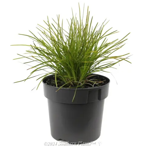 Lomandra 'Little Con'