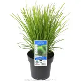 Lomandra Lime Tuff - Plant photo