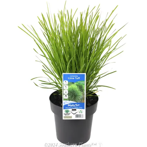 Lomandra Lime Tuff